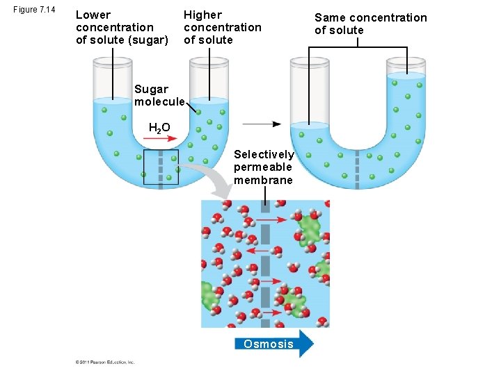 Figure 7. 14 Lower concentration of solute (sugar) Higher concentration of solute Sugar molecule