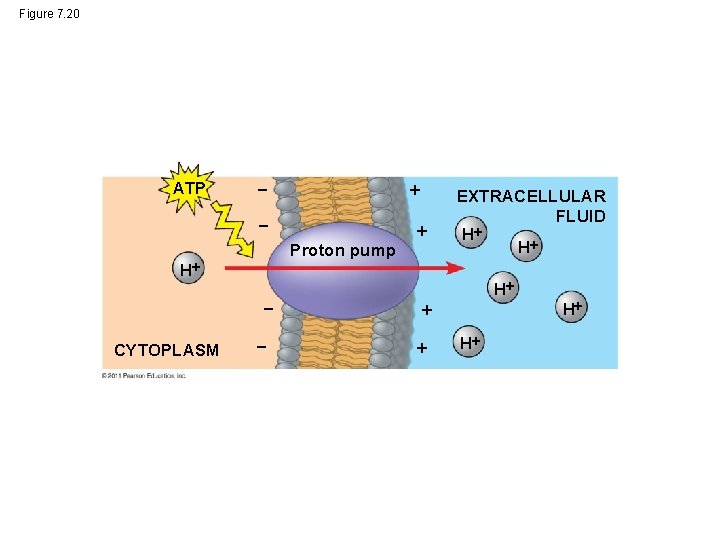 Figure 7. 20 ATP Proton pump H CYTOPLASM EXTRACELLULAR FLUID H H H H