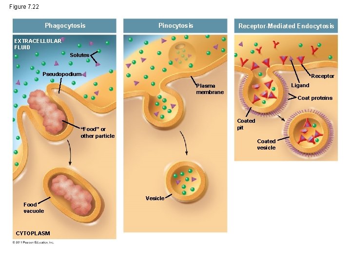Figure 7. 22 Phagocytosis Pinocytosis Receptor-Mediated Endocytosis EXTRACELLULAR FLUID Solutes Pseudopodium Receptor Ligand Plasma