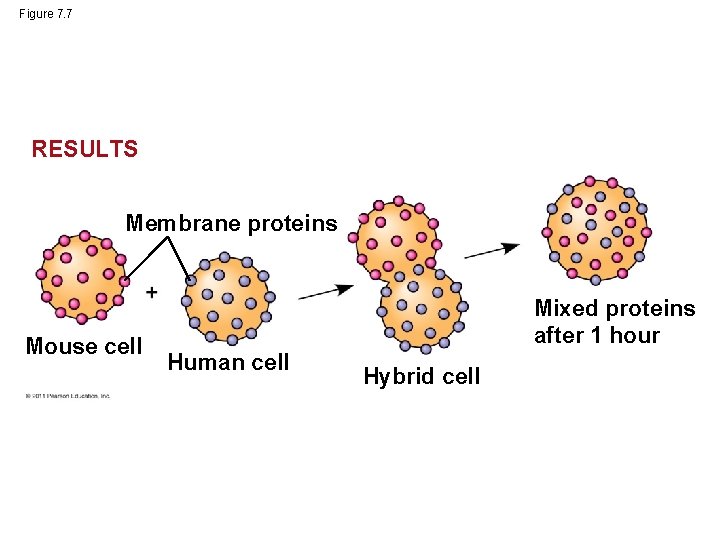 Figure 7. 7 RESULTS Membrane proteins Mouse cell Mixed proteins after 1 hour Human