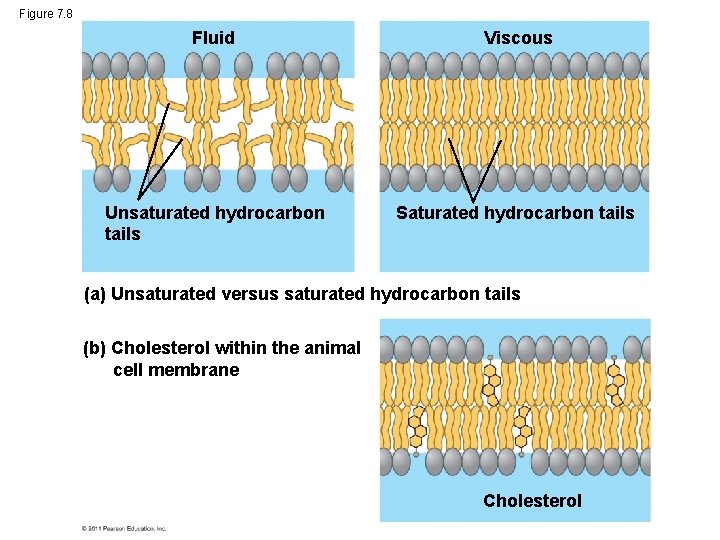 Figure 7. 8 Fluid Viscous Unsaturated hydrocarbon tails Saturated hydrocarbon tails (a) Unsaturated versus