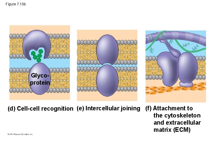 Figure 7. 10 b Glycoprotein (d) Cell-cell recognition (e) Intercellular joining (f) Attachment to