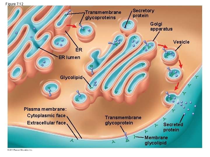 Figure 7. 12 Transmembrane glycoproteins Secretory protein Golgi apparatus Vesicle ER ER lumen Glycolipid