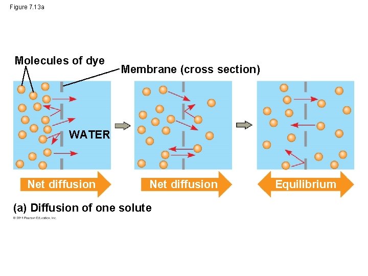 Figure 7. 13 a Molecules of dye Membrane (cross section) WATER Net diffusion (a)