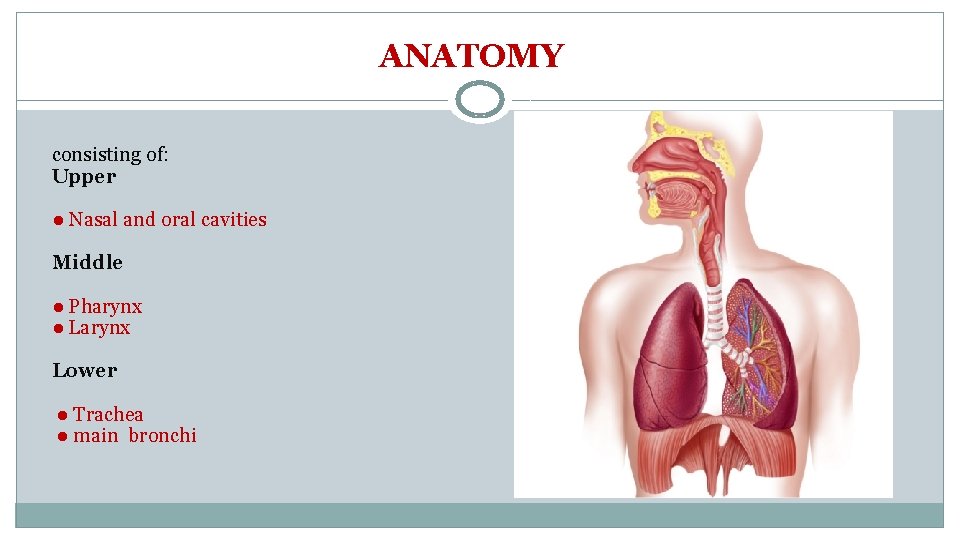 ANATOMY consisting of: Upper ● Nasal and oral cavities Middle ● Pharynx ● Larynx