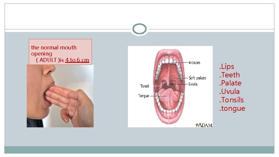 the normal mouth opening ( ADULT )is 4 to 6 cm . Lips. Teeth.