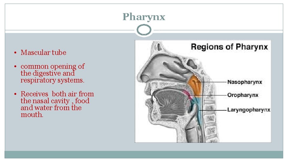 Pharynx • Mascular tube • common opening of the digestive and respiratory systems. •