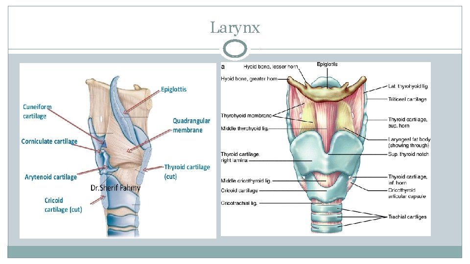 Larynx 