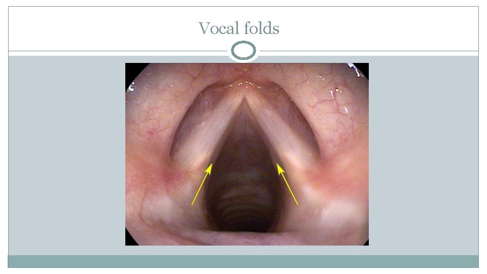 Vocal folds 