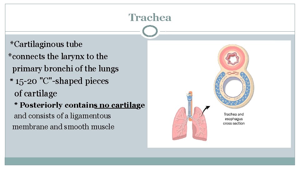 Trachea *Cartilaginous tube *connects the larynx to the primary bronchi of the lungs *