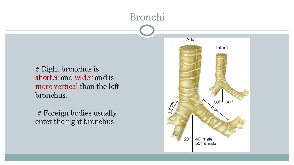 Bronchi # Right bronchus is shorter and wider and is more vertical than the