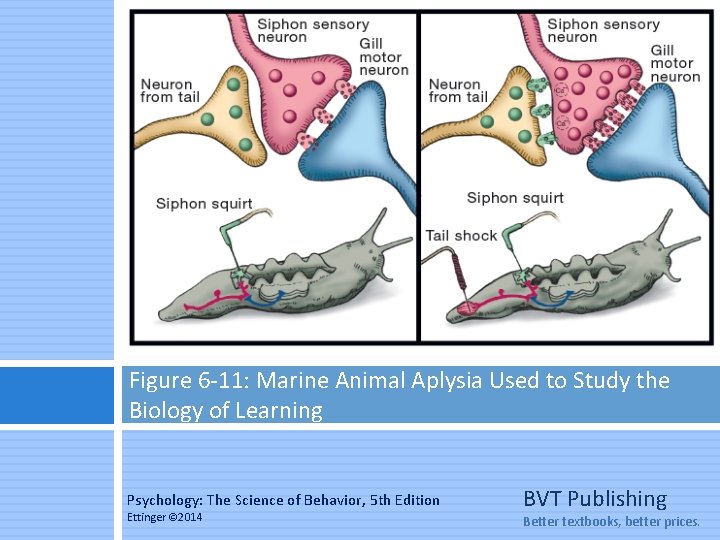 Figure 6 -11: Marine Animal Aplysia Used to Study the Biology of Learning Psychology: