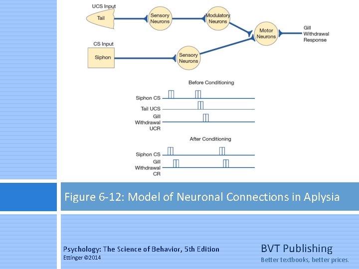 Figure 6 -12: Model of Neuronal Connections in Aplysia Psychology: The Science of Behavior,