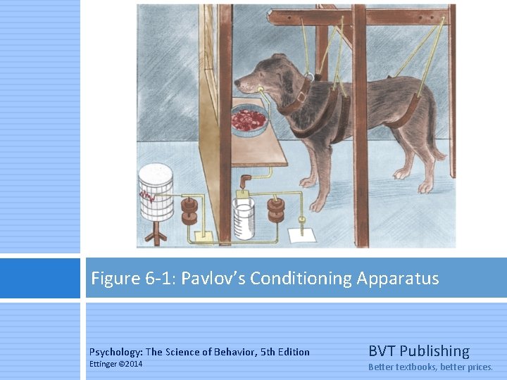 Figure 6 -1: Pavlov’s Conditioning Apparatus Psychology: The Science of Behavior, 5 th Edition