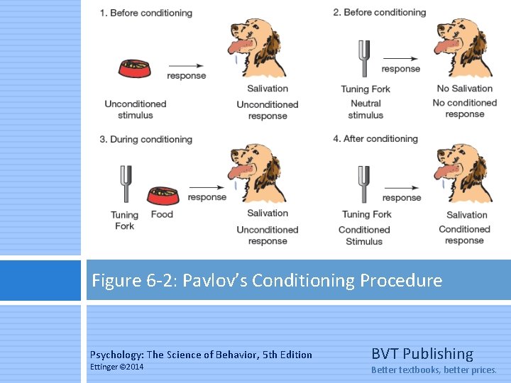 Figure 6 -2: Pavlov’s Conditioning Procedure Psychology: The Science of Behavior, 5 th Edition