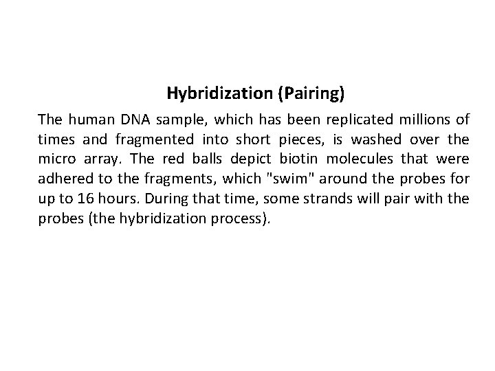 Hybridization (Pairing) The human DNA sample, which has been replicated millions of times and