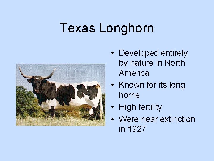 Texas Longhorn • Developed entirely by nature in North America • Known for its