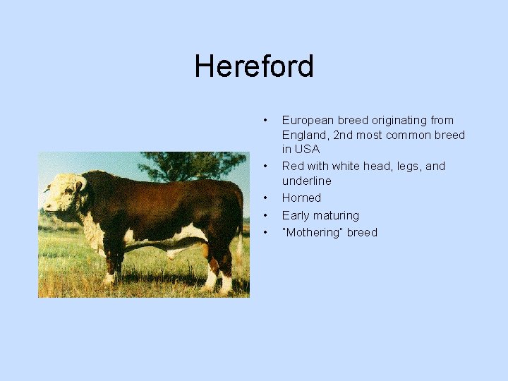 Hereford • • • European breed originating from England, 2 nd most common breed