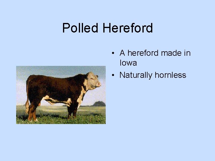 Polled Hereford • A hereford made in Iowa • Naturally hornless 