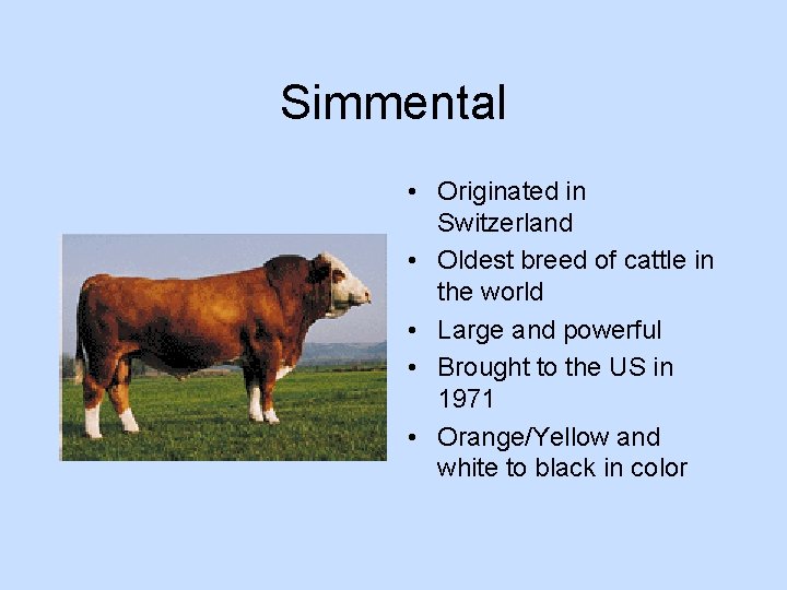 Simmental • Originated in Switzerland • Oldest breed of cattle in the world •