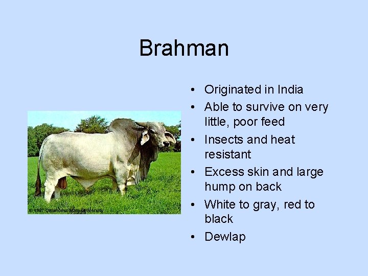 Brahman • Originated in India • Able to survive on very little, poor feed