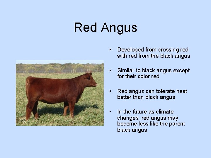 Red Angus • Developed from crossing red with red from the black angus •