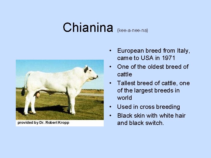 Chianina (kee-a-nee-na) • European breed from Italy, came to USA in 1971 • One
