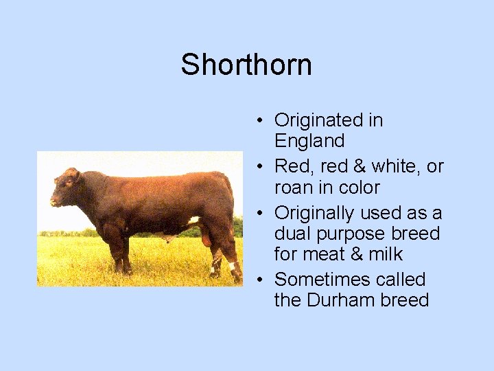 Shorthorn • Originated in England • Red, red & white, or roan in color