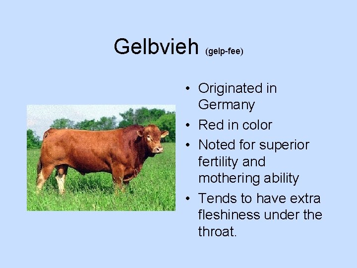 Gelbvieh (gelp-fee) • Originated in Germany • Red in color • Noted for superior
