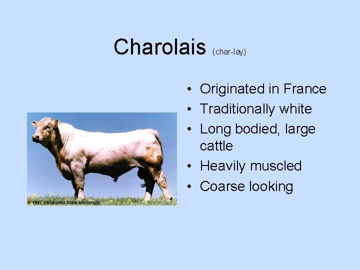 Charolais (char-lay) • Originated in France • Traditionally white • Long bodied, large cattle