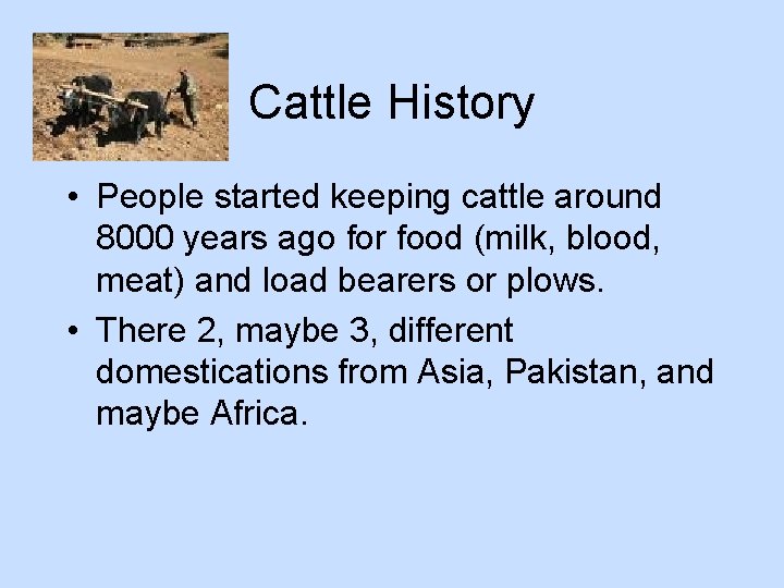 Cattle History • People started keeping cattle around 8000 years ago for food (milk,
