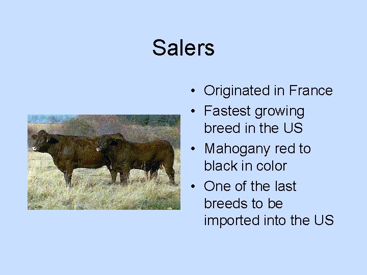 Salers • Originated in France • Fastest growing breed in the US • Mahogany