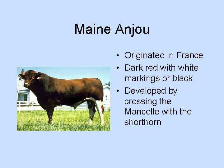 Maine Anjou • Originated in France • Dark red with white markings or black