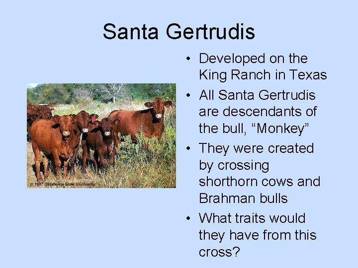 Santa Gertrudis • Developed on the King Ranch in Texas • All Santa Gertrudis