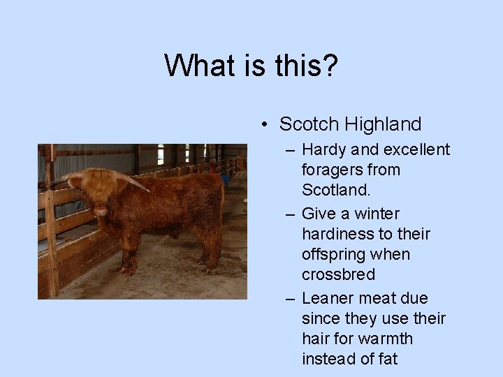 What is this? • Scotch Highland – Hardy and excellent foragers from Scotland. –