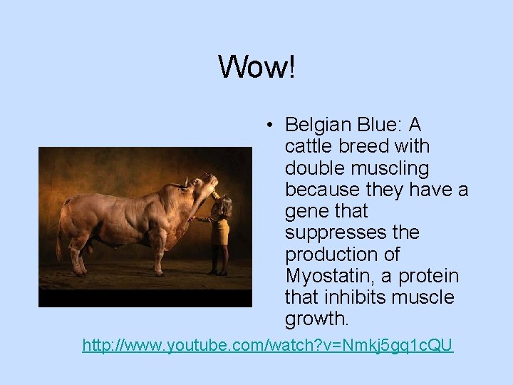 Wow! • Belgian Blue: A cattle breed with double muscling because they have a