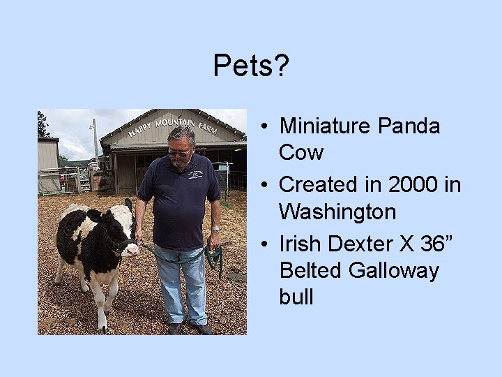 Pets? • Miniature Panda Cow • Created in 2000 in Washington • Irish Dexter