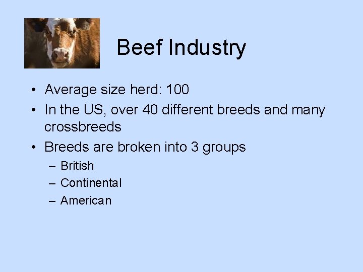 Beef Industry • Average size herd: 100 • In the US, over 40 different