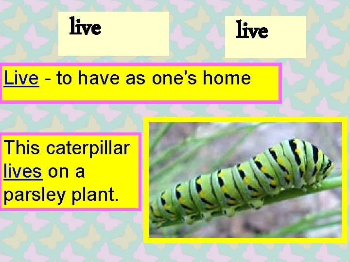 live Live - to have as one's home This caterpillar lives on a parsley