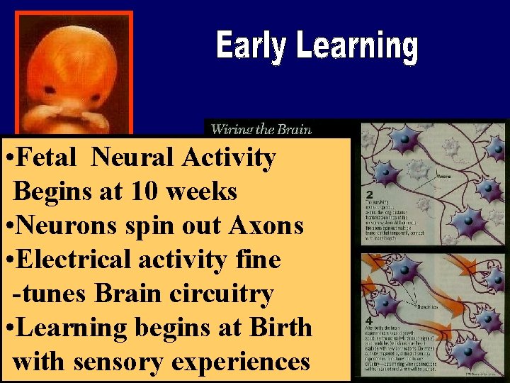  • Fetal Neural Activity Begins at 10 weeks • Neurons spin out Axons