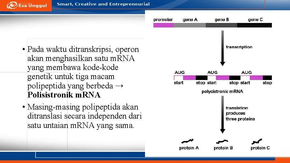  • Pada waktu ditranskripsi, operon akan menghasilkan satu m. RNA yang membawa kode-kode