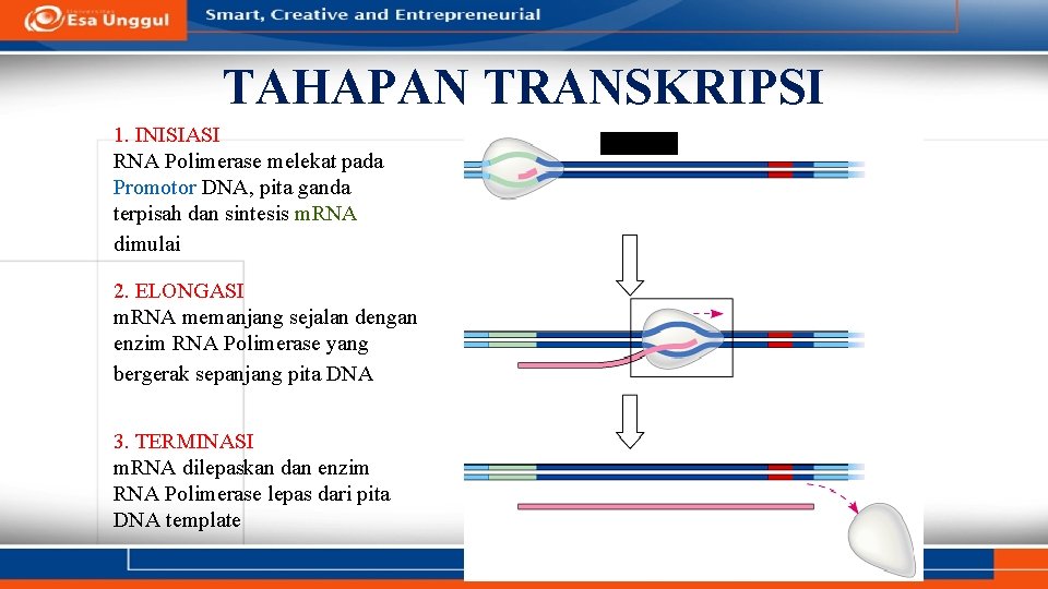 TAHAPAN TRANSKRIPSI 1. INISIASI RNA Polimerase melekat pada Promotor DNA, pita ganda terpisah dan