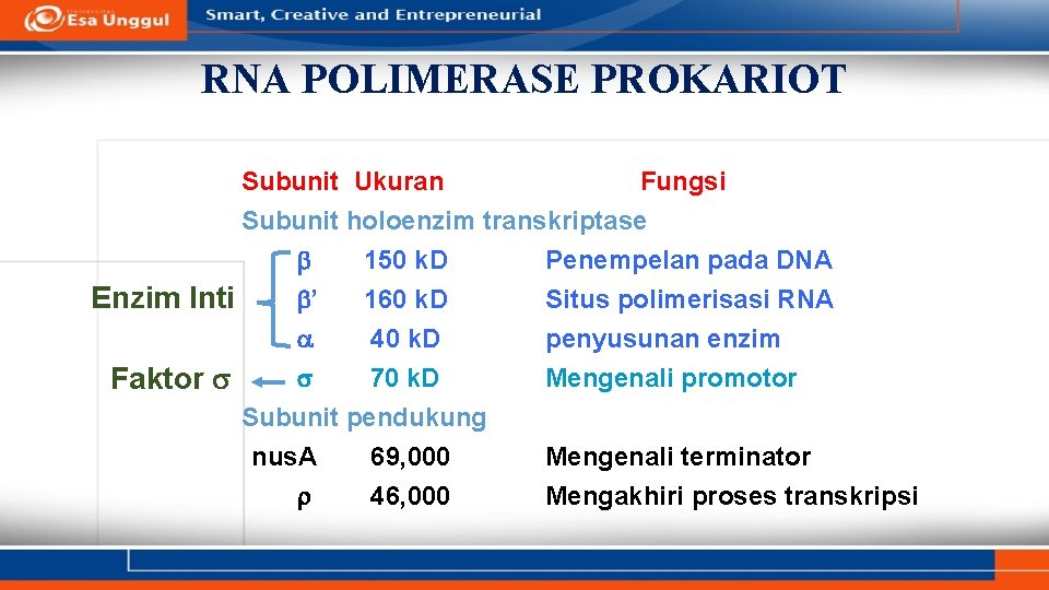 RNA POLIMERASE PROKARIOT Subunit Ukuran Fungsi Subunit holoenzim transkriptase b 150 k. D Penempelan
