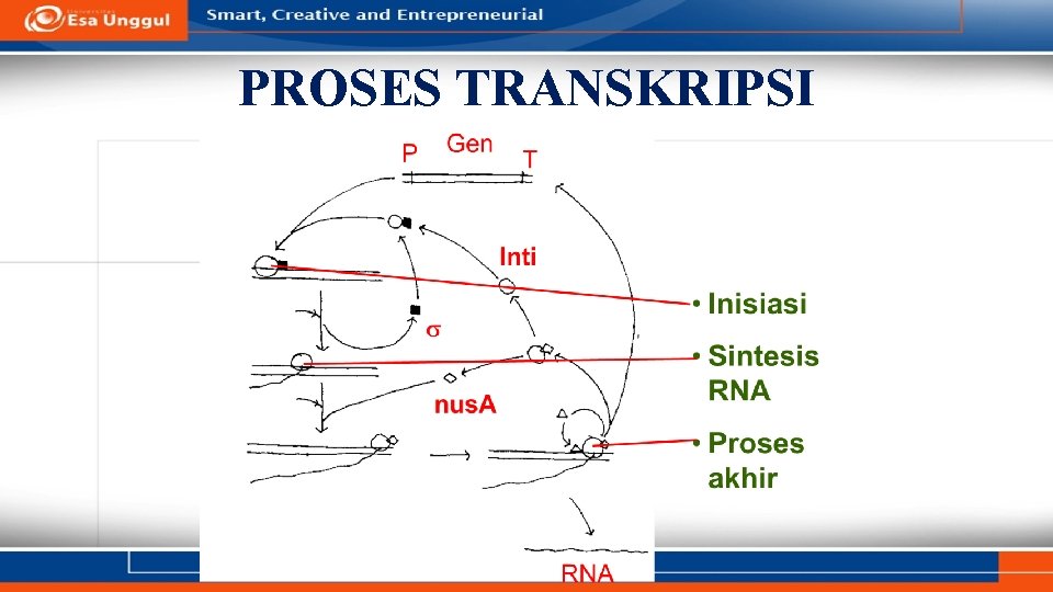 PROSES TRANSKRIPSI 