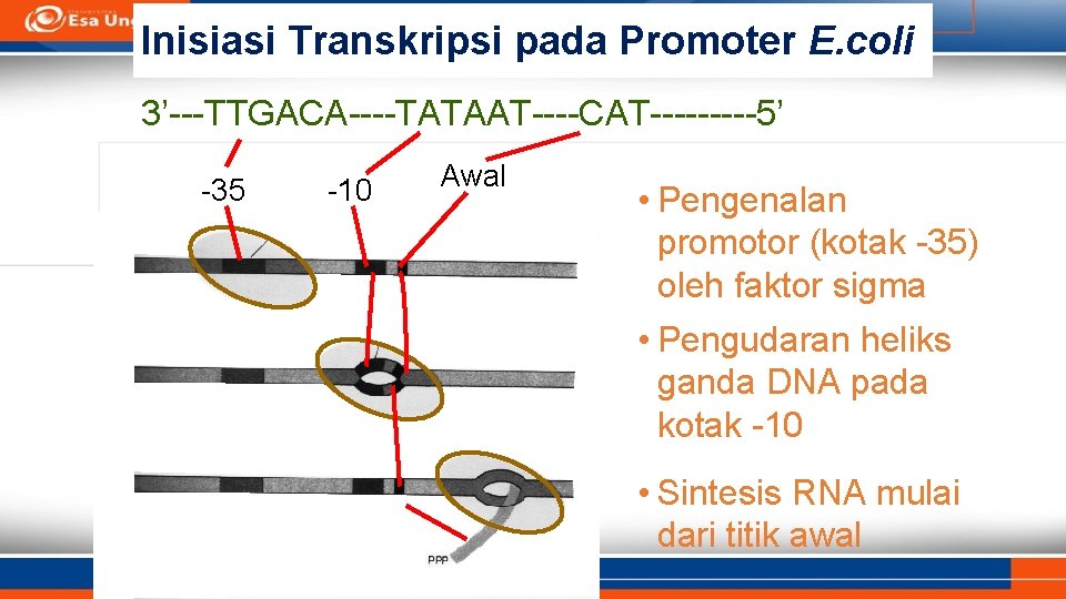 Inisiasi Transkripsi pada Promoter E. coli 3’---TTGACA----TATAAT----CAT-----5’ -35 -10 Awal • Pengenalan promotor (kotak