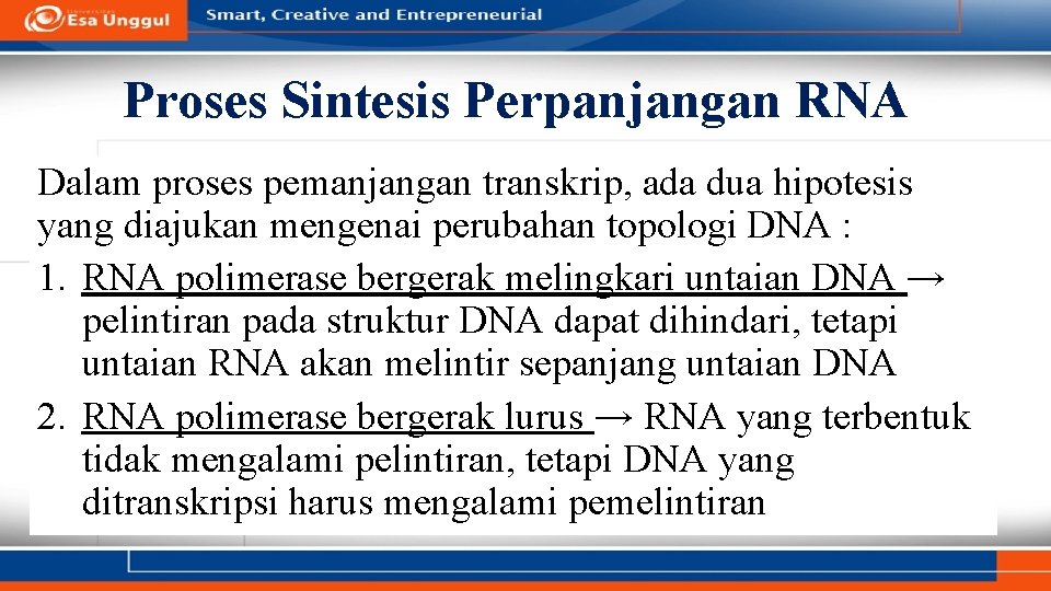 Proses Sintesis Perpanjangan RNA Dalam proses pemanjangan transkrip, ada dua hipotesis yang diajukan mengenai