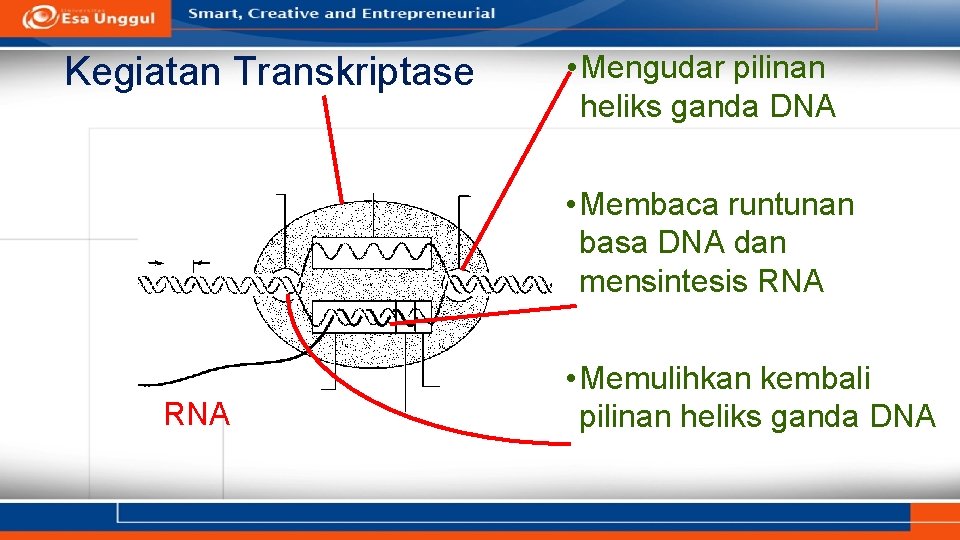 Kegiatan Transkriptase • Mengudar pilinan heliks ganda DNA • Membaca runtunan basa DNA dan