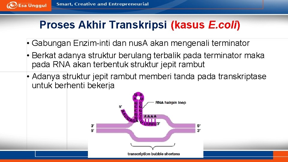 Proses Akhir Transkripsi (kasus E. coli) • Gabungan Enzim-inti dan nus. A akan mengenali