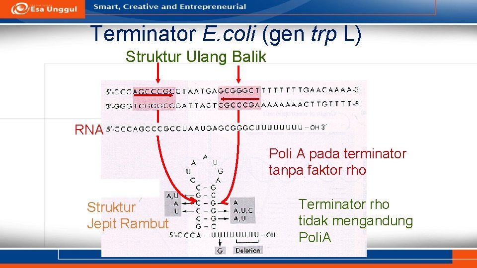 Terminator E. coli (gen trp L) Struktur Ulang Balik RNA Poli A pada terminator