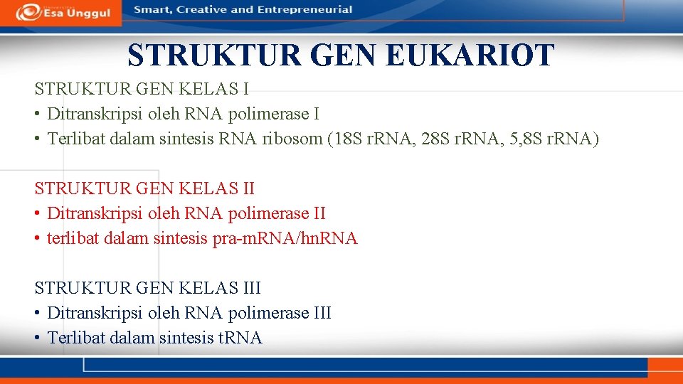 STRUKTUR GEN EUKARIOT STRUKTUR GEN KELAS I • Ditranskripsi oleh RNA polimerase I •